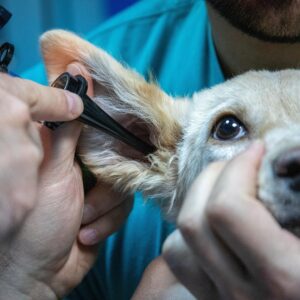 Die neue Tierversicherung von der Allianz